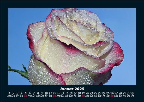 Produktbild: Rosentraum 2025 Fotokalender DIN A5