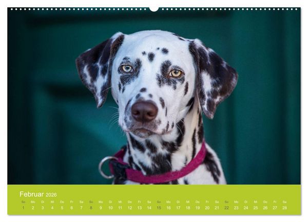 Produktbild: Traumschnauzen (Wandkalender 2026 DIN A2 quer), CALVENDO Monatskalender