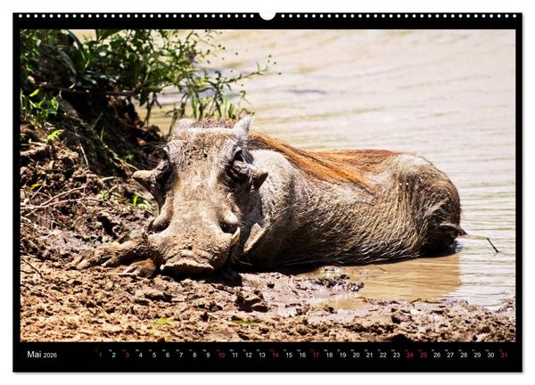 Produktbild: S&Uuml;DAFRIKA Augenblicke (Wandkalender 2026 DIN A2 quer), CALVENDO Monatskalender