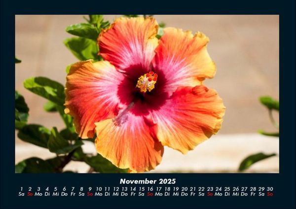Produktbild: Blumentraum 2025 Fotokalender DIN A4