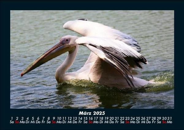 Produktbild: Vögel 2025 Fotokalender DIN A5