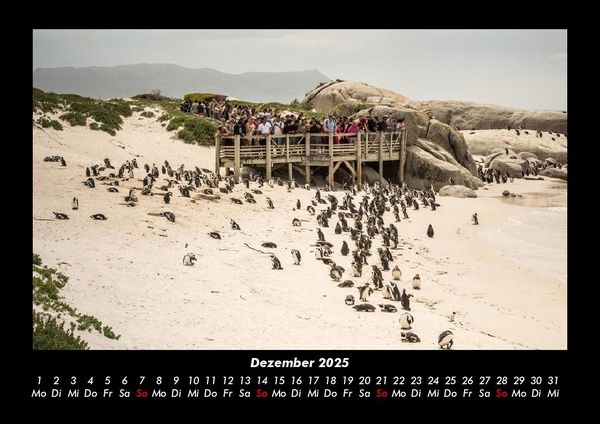 Produktbild: Pinguine & Eisb&auml;ren 2025 Fotokalender DIN A3