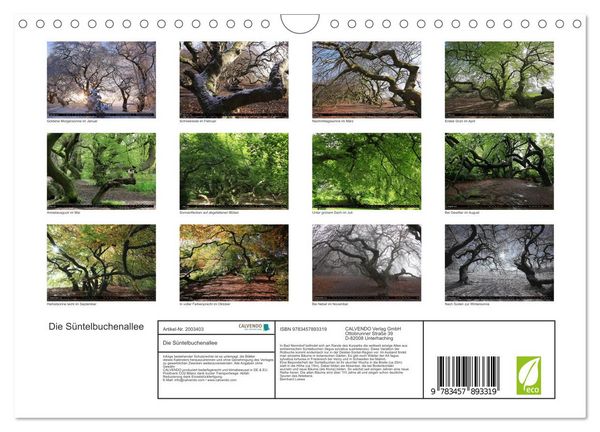 Produktbild: Die S&uuml;ntelbuchenallee (Wandkalender 2026 DIN A4 quer), CALVENDO Monatskalender