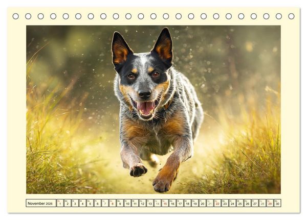 Produktbild: Australian Cattle Dogs. Echte Cowboys und Helden der Farm (Tischkalender 2026 DIN A5 quer), CALVENDO Monatskalender