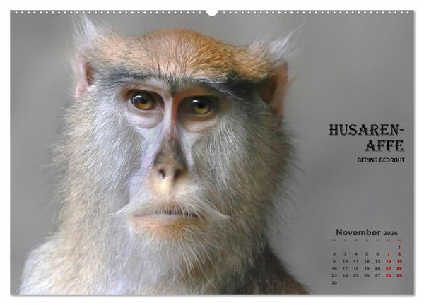 Produktbild: AFFENPORTR&Auml;TS (hochwertiger Premium Wandkalender 2026 DIN A2 quer), Kunstdruck in Hochglanz