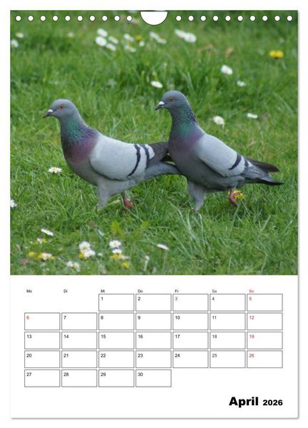 Produktbild: Tauben Terminplaner (Wandkalender 2026 DIN A4 hoch), CALVENDO Monatskalender