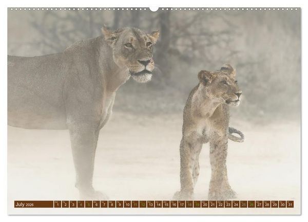 Produktbild: Lions of Southern Africa (High Quality Premium Wall Calendar 2026 DIN A2 landscape),CALVENDO 12 Month Wall Calendar