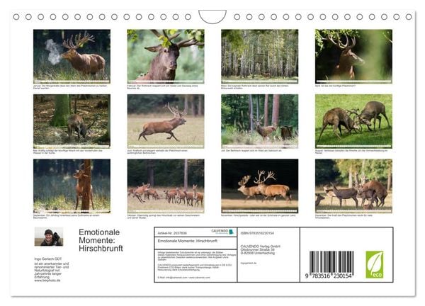 Produktbild: Emotionale Momente: Hirschbrunft (Wandkalender 2026 DIN A4 quer), CALVENDO Monatskalender