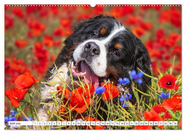 Produktbild: Berner Sennenhund - Eine Liebe f&uuml;r&acute;s Leben (hochwertiger Premium Wandkalender 2026 DIN A2 quer), Kunstdruck in Hochglanz