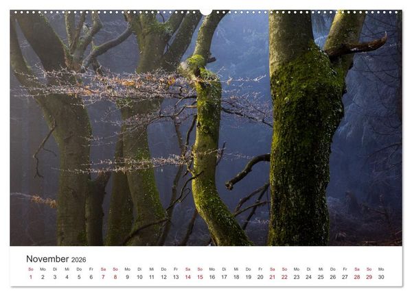 Produktbild: Im Deutschen Wald (Wandkalender 2026 DIN A2 quer), CALVENDO Monatskalender