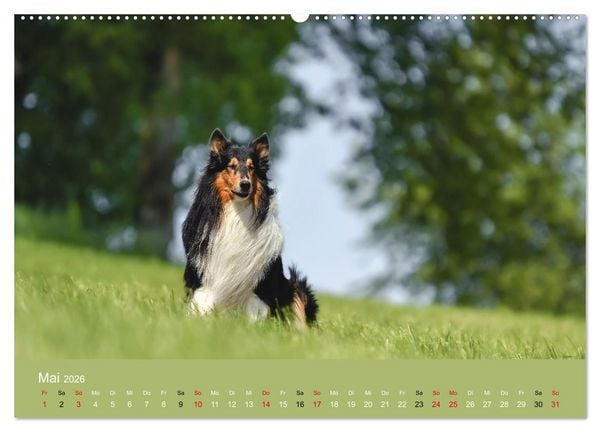 Produktbild: Collies - charmante Herzensbrecher (hochwertiger Premium Wandkalender 2026 DIN A2 quer), Kunstdruck in Hochglanz
