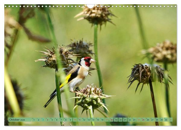 Produktbild: Distelfink (Wandkalender 2026 DIN A3 quer), CALVENDO Monatskalender