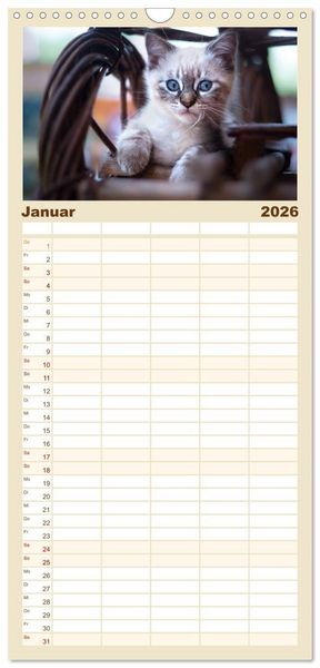 Produktbild: Familienplaner 2026 - Katzenbabys beobachtet mit 5 Spalten (Wandkalender, 21 x 45 cm) CALVENDO