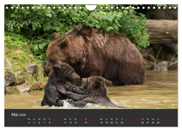 Produktbild: Die grossen B&auml;rentatzen (Wandkalender 2026 DIN A4 quer), CALVENDO Monatskalender