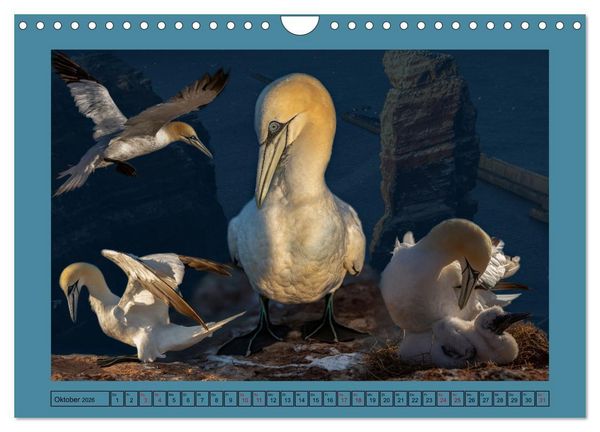 Produktbild: Helgoland und seine Basst&ouml;lpel (Wandkalender 2026 DIN A4 quer), CALVENDO Monatskalender