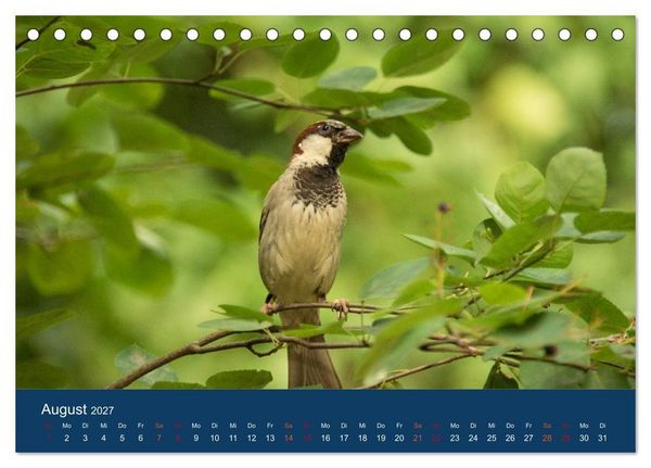 Produktbild: Spatzen-Kalender (Tischkalender 2027 DIN A5 quer), CALVENDO Monatskalender