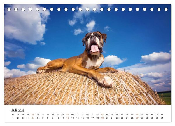 Produktbild: Deutscher Boxer (Tischkalender 2026 DIN A5 quer), CALVENDO Monatskalender