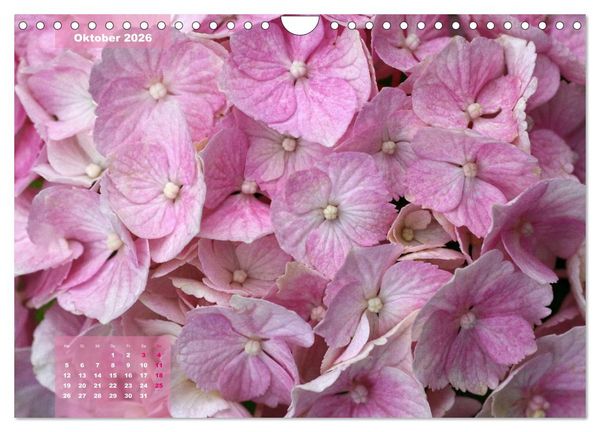 Produktbild: Himmlische Hortensien (Wandkalender 2026 DIN A4 quer), CALVENDO Monatskalender