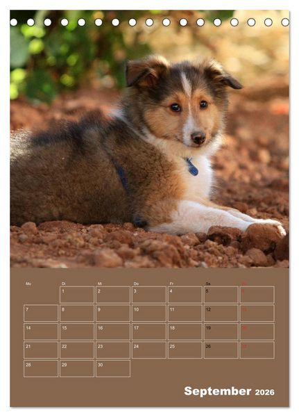 Produktbild: SHELTIES Herzensbrecher auf 4 Pfoten (Tischkalender 2026 DIN A5 hoch), CALVENDO Monatskalender