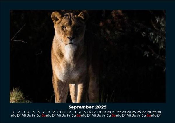 Produktbild: L&ouml;wen in der Wildnis 2025 Fotokalender DIN A5