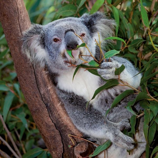 Produktbild: Koalas 2027