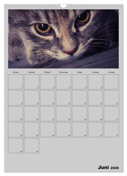 Produktbild: Mit Katzen durchs Jahr / Planer (Wandkalender 2026 DIN A3 hoch), CALVENDO Monatskalender