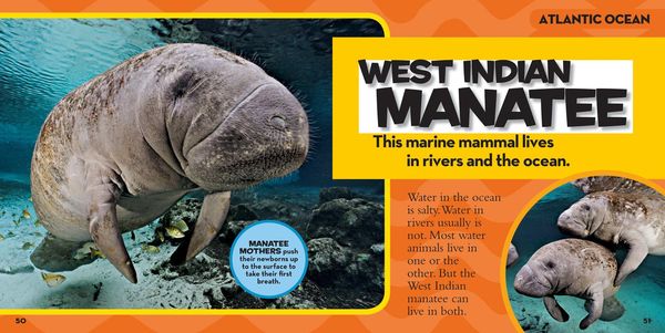 Produktbild: National Geographic Little Kids First Big Book of the Ocean
