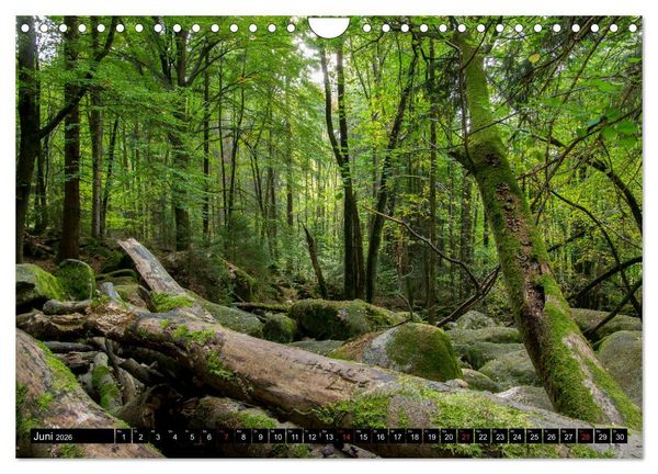 Produktbild: Zauberwelt Wald (Wandkalender 2026 DIN A4 quer), CALVENDO Monatskalender