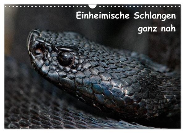 Produktbild: Einheimische Schlangen ganz nah (Wandkalender 2026 DIN A3 quer), CALVENDO Monatskalender