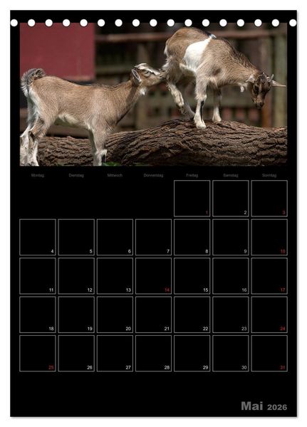 Produktbild: Zwergziegen (Tischkalender 2026 DIN A5 hoch), CALVENDO Monatskalender