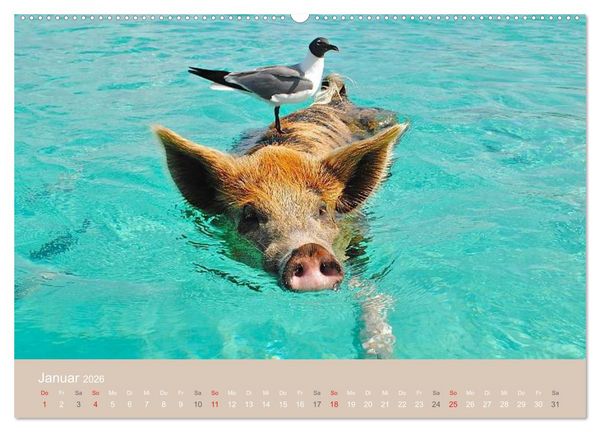 Produktbild: Schwimmende Schweine auf den Bahamas! (Wandkalender 2026 DIN A2 quer), CALVENDO Monatskalender