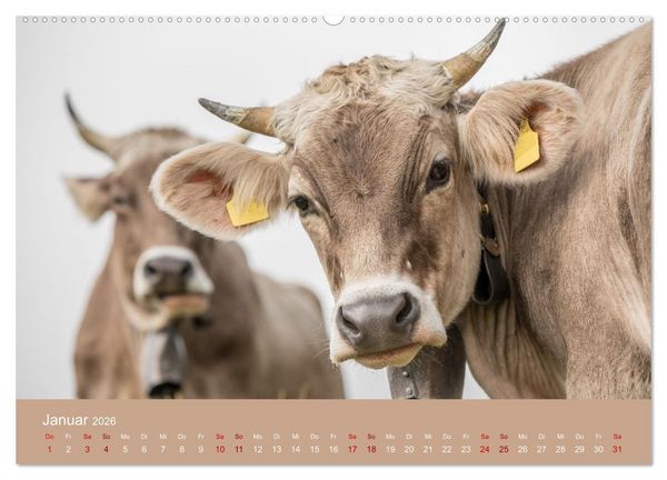 Produktbild: Allg&auml;uer Rindvieh 2026 (hochwertiger Premium Wandkalender 2026 DIN A2 quer), Kunstdruck in Hochglanz