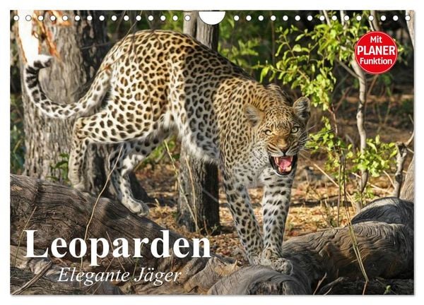 Produktbild: Leoparden. Elegante J&auml;ger (Wandkalender 2026 DIN A4 quer), CALVENDO Monatskalender