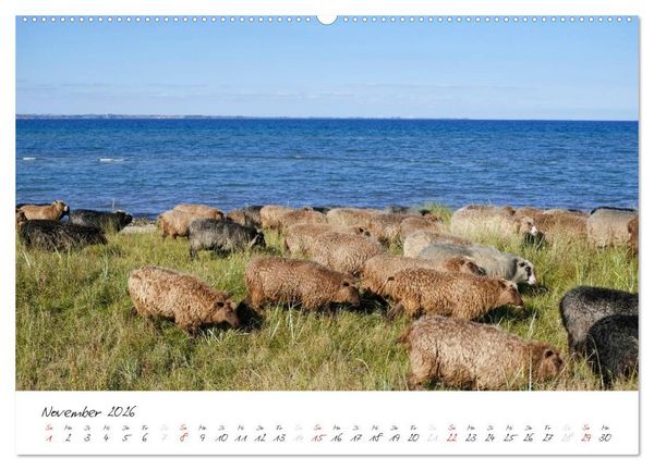 Produktbild: Geltinger Birk (Wandkalender 2026 DIN A2 quer), CALVENDO Monatskalender