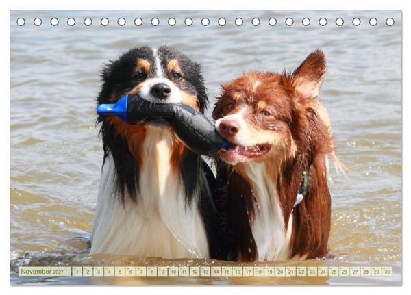 Produktbild: Australian Shepherd - H&uuml;tehunde mit Familienanschluss (Tischkalender 2027 DIN A5 quer), CALVENDO Monatskalender