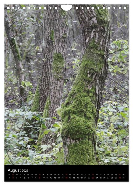 Produktbild: Wunderbarer Spreewald (Wandkalender 2026 DIN A4 hoch), CALVENDO Monatskalender
