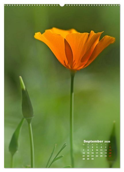 Produktbild: Ein Spaziergang &uuml;ber eine Sommerwiese (Wandkalender 2026 DIN A2 hoch), CALVENDO Monatskalender