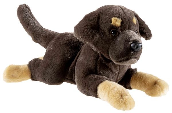 Heunec PUPPY Labrador liegend