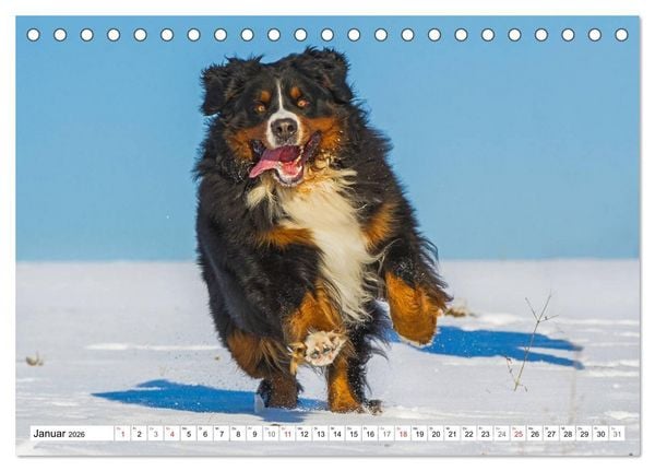 Produktbild: Schweizer Sennenhunde - die Hunde aus den Schweizer Alpen (Tischkalender 2026 DIN A5 quer), CALVENDO Monatskalender