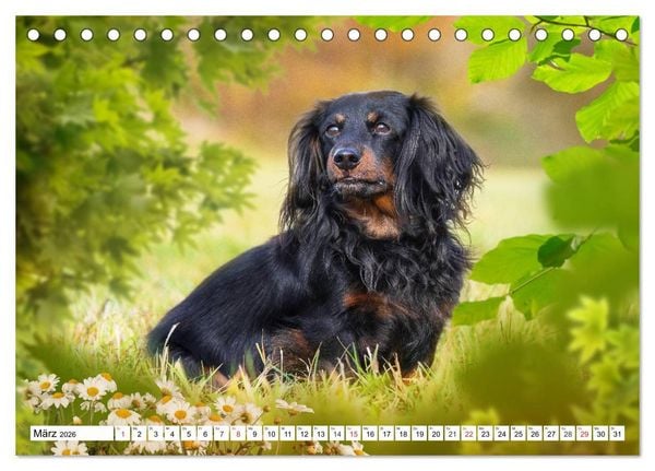 Produktbild: Dackeltr&auml;umereien - Kleine Helden auf 4 Pfoten (Tischkalender 2026 DIN A5 quer), CALVENDO Monatskalender
