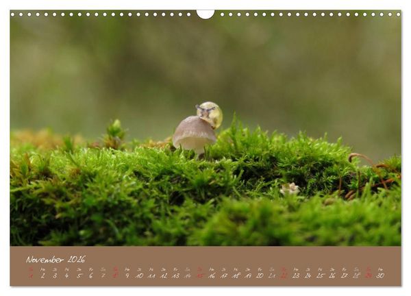 Produktbild: Schneckchen (Wandkalender 2026 DIN A3 quer), CALVENDO Monatskalender