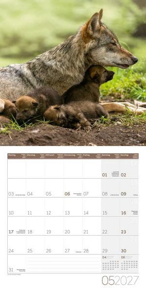 Produktbild: W&ouml;lfe Kalender 2027 - 30x30 - Art12