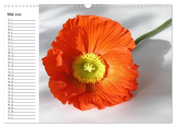 Produktbild: Mohn im Portr&auml;t (Wandkalender 2026 DIN A3 quer), CALVENDO Monatskalender