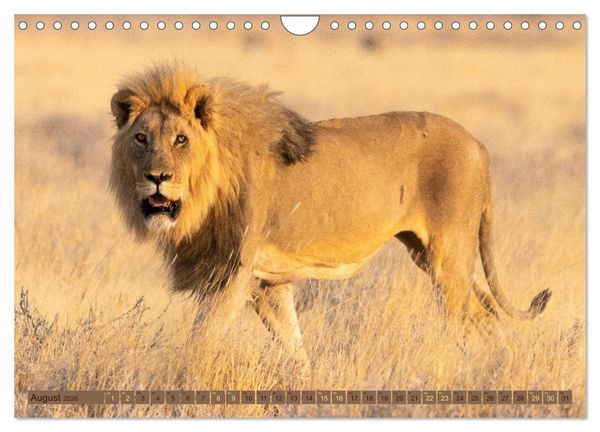 Produktbild: Wildlife Namibia - Etosha und Kalahari (Wandkalender 2026 DIN A4 quer), CALVENDO Monatskalender