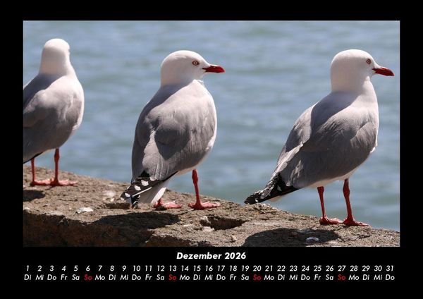 Produktbild: M&ouml;wen 2026 Fotokalender DIN A3