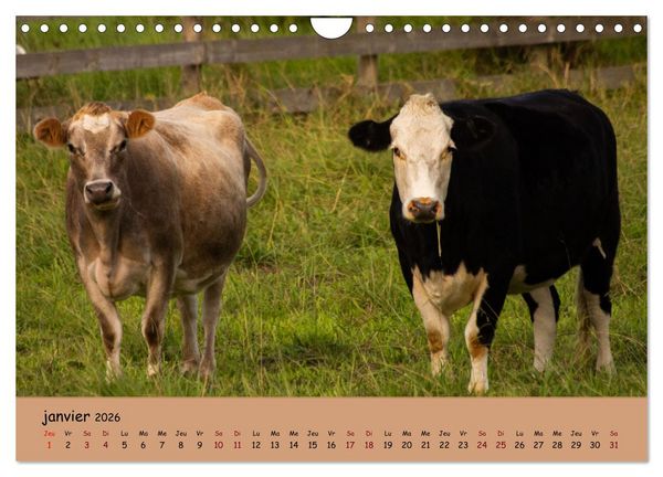 Produktbild: Les animaux de nos fermes (Calendrier mural 2026 DIN A4 vertical), CALVENDO calendrier mensuel