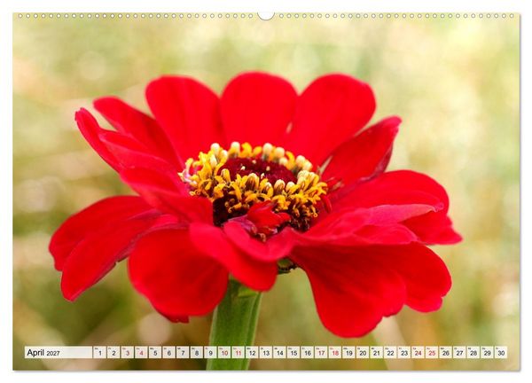 Produktbild: Herzensblumen (Wandkalender 2027 DIN A2 quer), CALVENDO Monatskalender