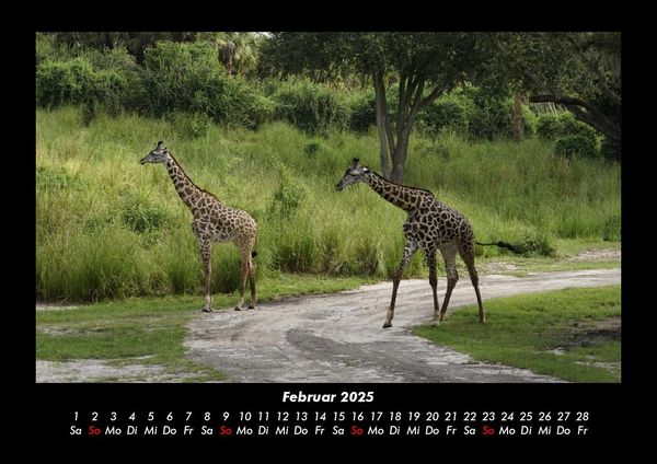 Produktbild: Giraffen 2025 Fotokalender DIN A3