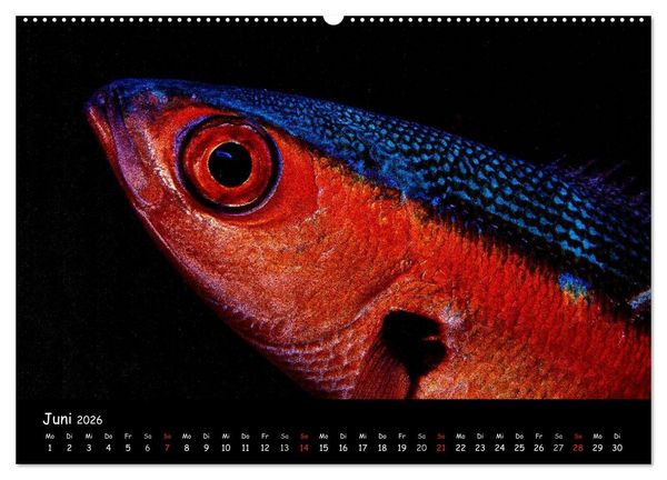 Produktbild: Die Welt unter Wasser (Wandkalender 2026 DIN A2 quer), CALVENDO Monatskalender