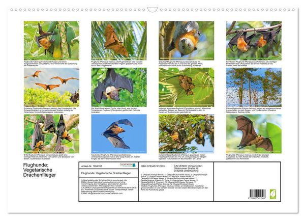 Produktbild: Flughunde: Vegetarische Drachenflieger (Wandkalender 2026 DIN A2 quer), CALVENDO Monatskalender